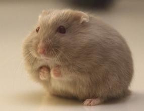 养宠物什么宠物好