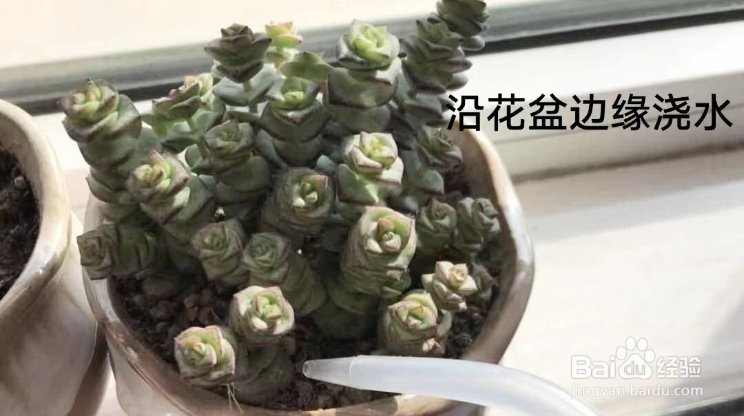 如何养殖多肉小盆栽