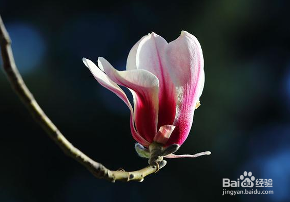 望春玉兰繁殖的操作方法