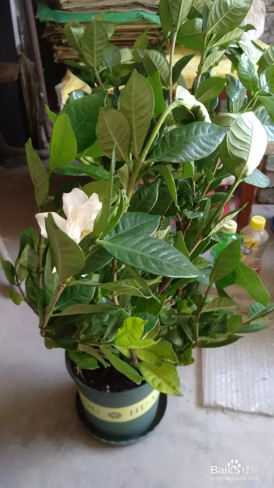 栀子花这样养花儿多