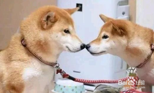 狗眼睛被咬伤怎么处理