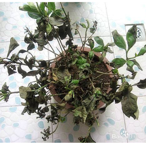 怎样挽救已经快要枯死的盆栽？