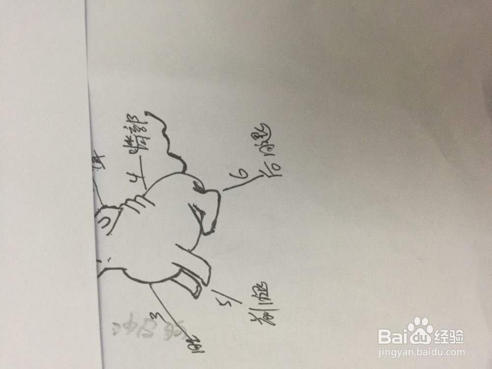 如何画在想问题的沙皮狗。