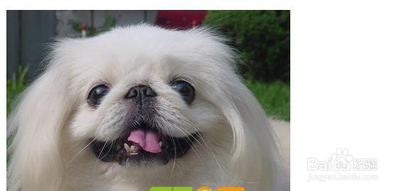 怎么让京巴适应环境?