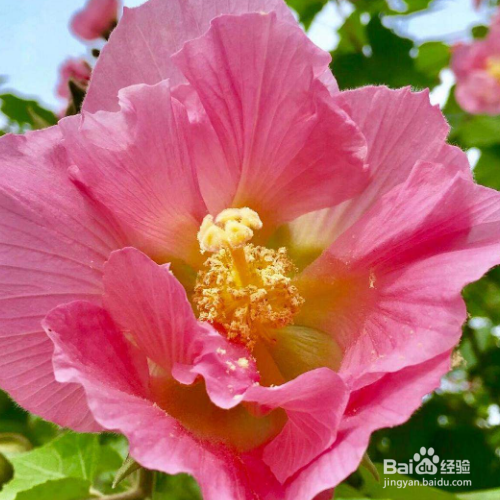 关于木芙蓉花的知识有哪些?