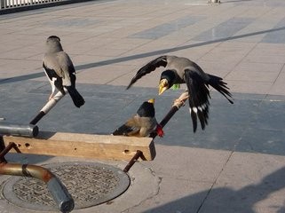 梧桐鸟怎样挑选