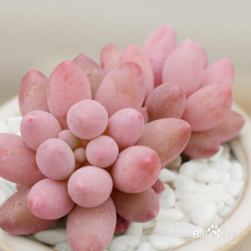 婴儿手指多肉掉叶子是怎么回事