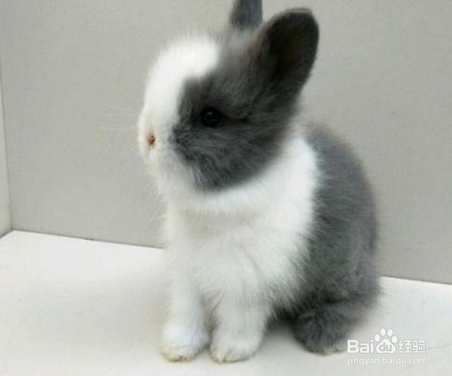 猫猫兔宝宝怎么养