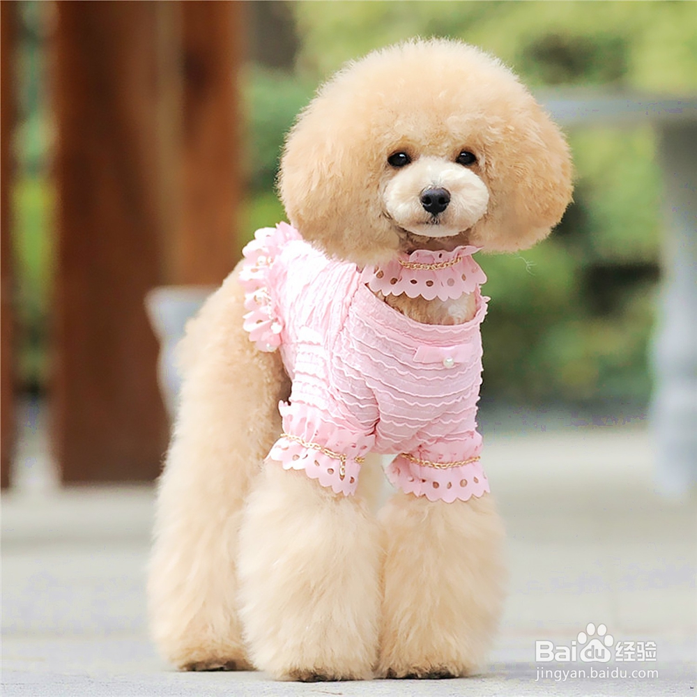 养宠物如何给宠物打扮那些宠物服饰你都知道哪些