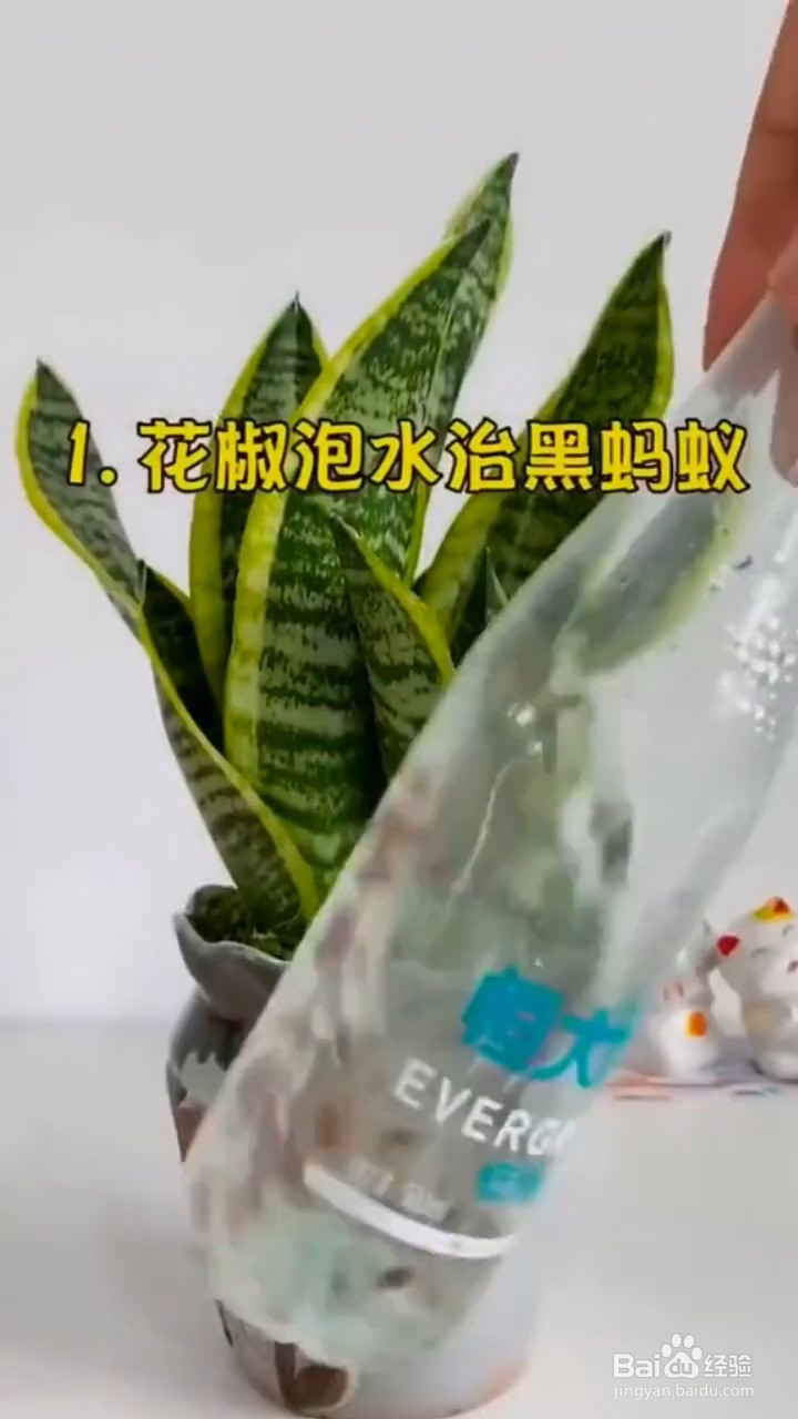 如何去除花盆中的虫子