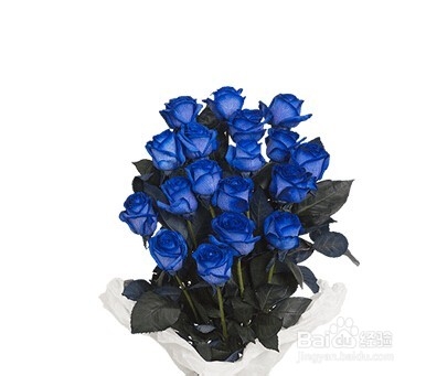 枪炮玫瑰鲜花是什么