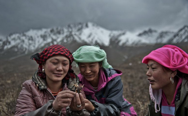 高价回收冬虫夏草?是功效还是利益?