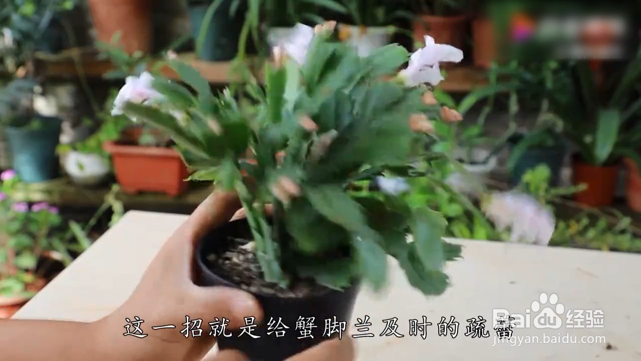 蟹爪兰有花苞了怎么养
