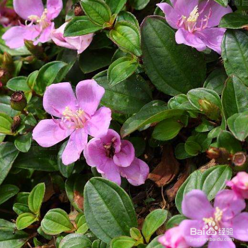 地菍的培育方法和注意事项