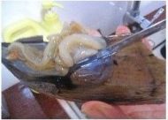 蒜蓉粉丝蒸带子