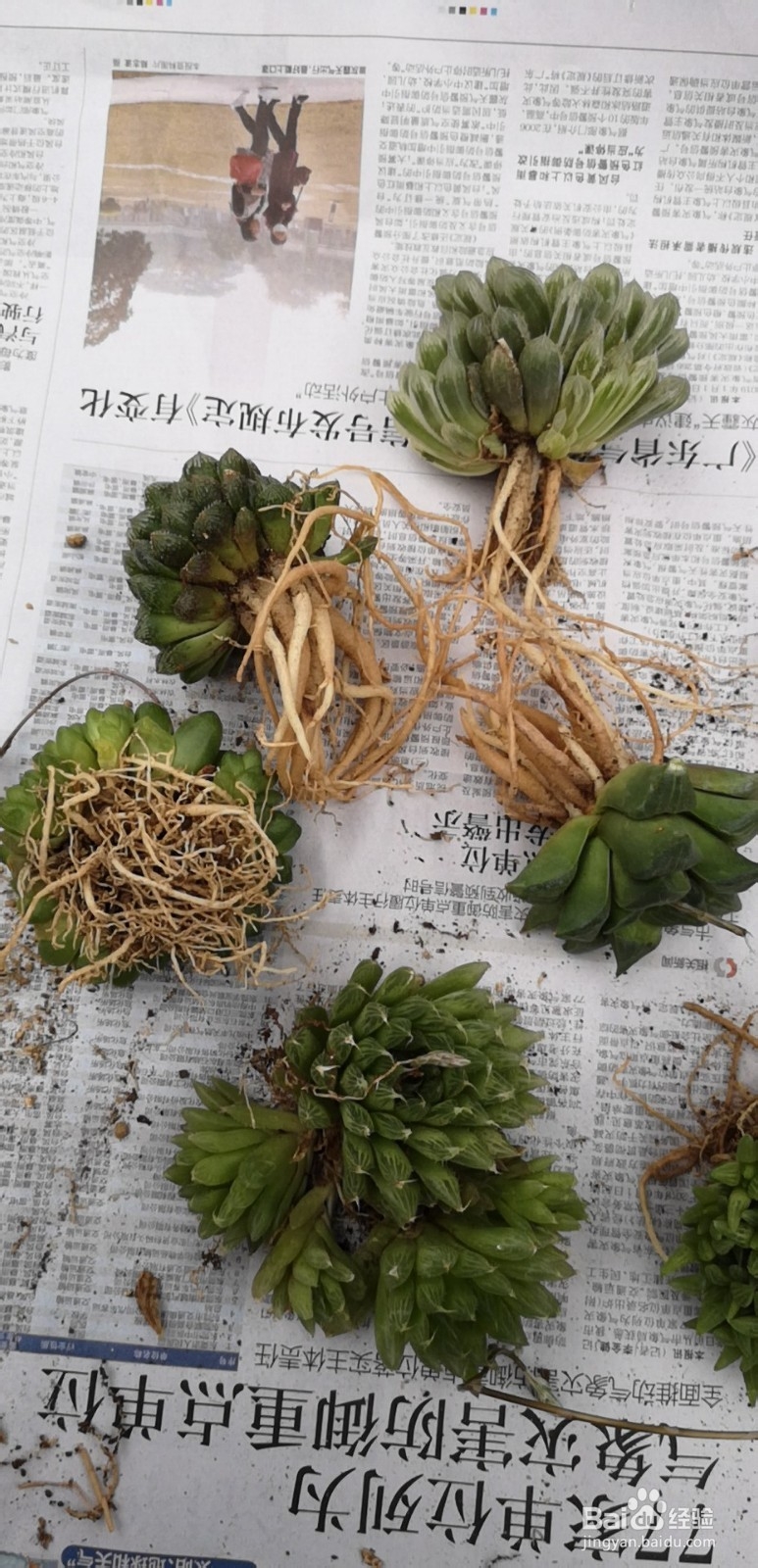 怎么种植多肉雨露？
