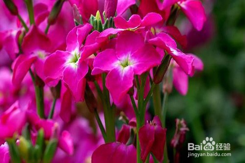 紫罗兰黄叶怎么办？