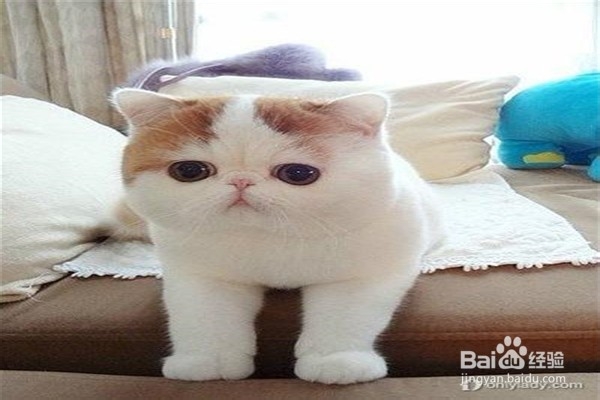 养加菲猫需要注意什么？