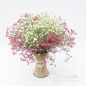 情人草的养殖方法