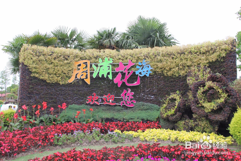 上海旅游攻略之周浦花海