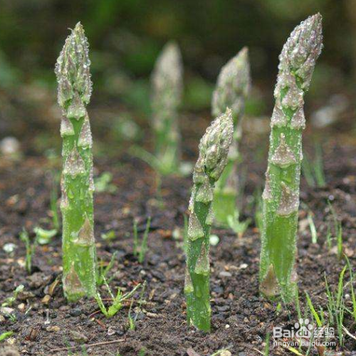 芦笋的培育方法和注意事项