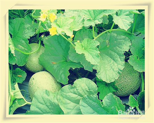 #清热解暑#夏天常吃的瓜果类