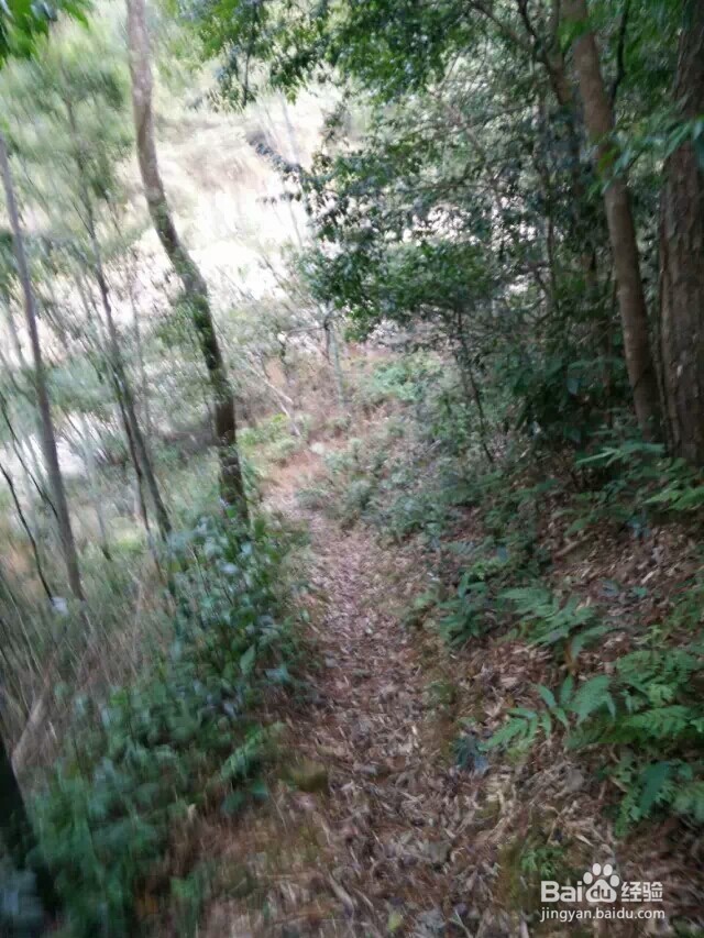 江西省马头山原始森林指南