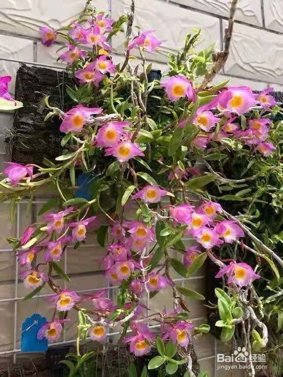 3种花“疾病”不喜欢，养1盆，一家老小身体好