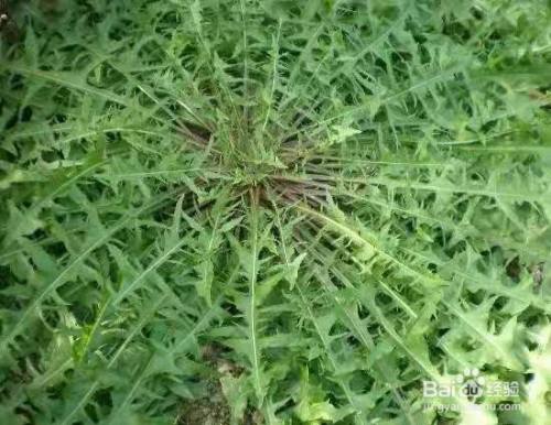 如何识别蒲公英