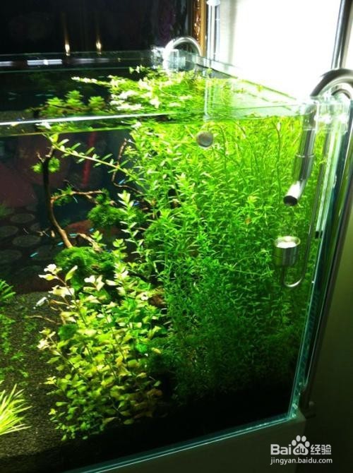 水草长不好怎么办