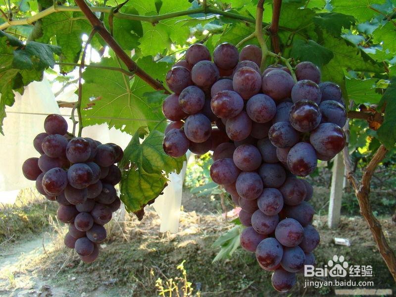 女生夏季必备美容水果