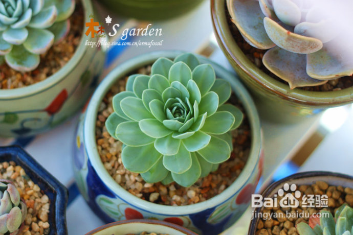 植物摄影小窍门+皮神山大王记