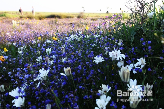 [转载]南非之旅3：纳玛夸兰（Namaqualand）花海