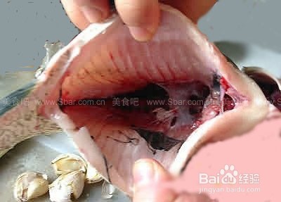 除鱼胆中的学问