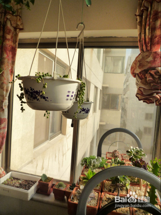 冬天来了，阳台变大棚。