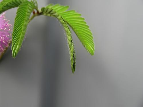 含羞草多久会发芽啊