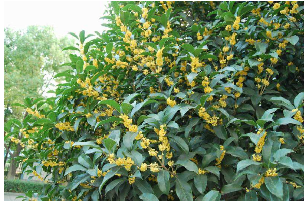 桂花树是乔木还是灌木。