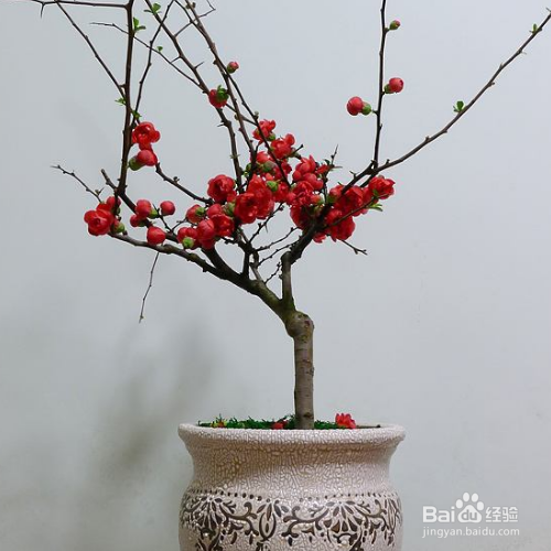 刚买回来的日本海棠怎么养殖?