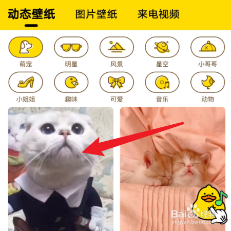 宠物邦如何设置手机动态壁纸