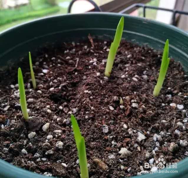 1种花一看像草,开花五颜六色,香味儿特高级