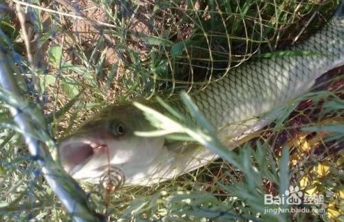 用嫩玉米钓草鱼的方法