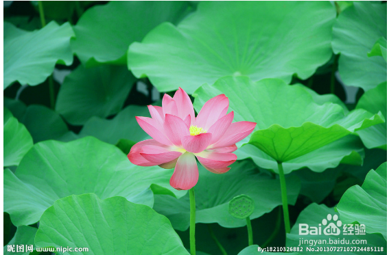 Ps如何轻松去水印