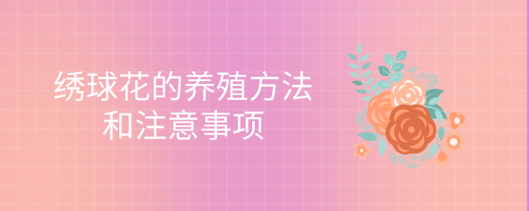 绣球花的养殖方法和注意事项