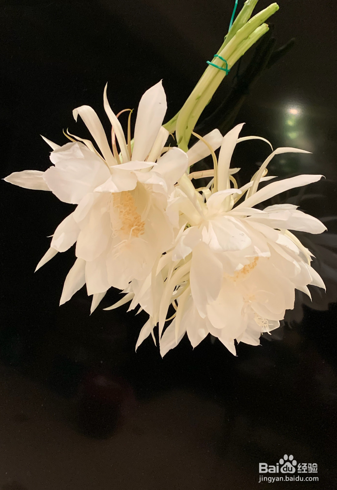 缤纷系列的做法