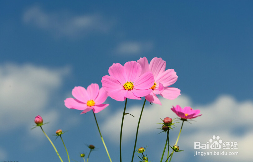 低调做人，高调做事，思想上要高调！第五期