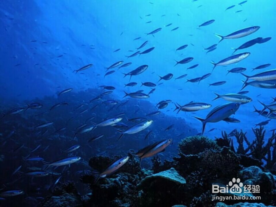 如果你是文中提到的一类人，快点服用深海鱼油吧
