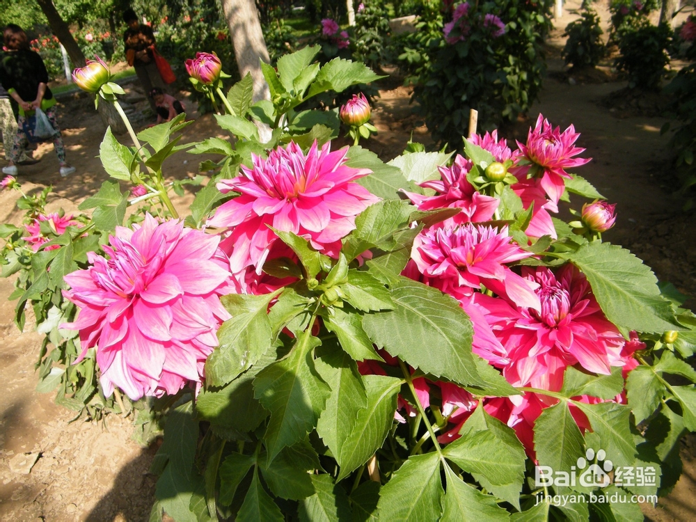 美丽的兰州：[2]春季花朵一景