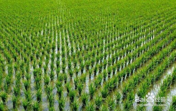 大米的来历的步骤