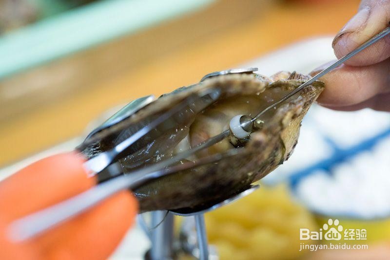 人工珍珠是怎么植入蚌内