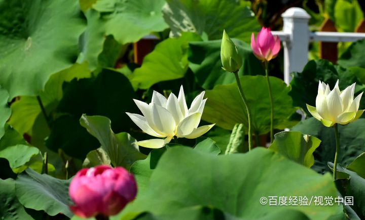 荷叶之所以滴水不沾主要是因为它的表面